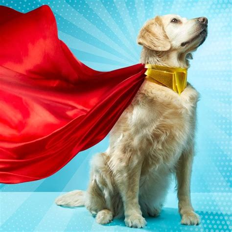 Hero Pets: The Incredible True Stories of Pet Bravery