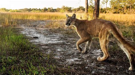 The USA's most endangered animals