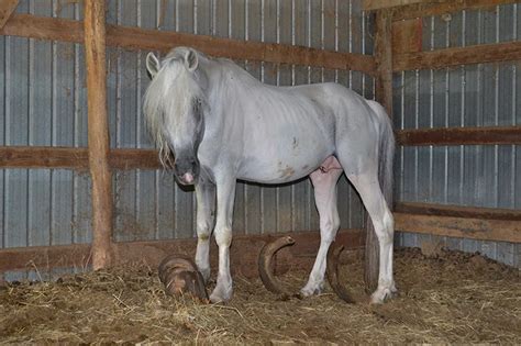 From Rescue To Ribbons: The Journey Of A Pony Called Quest - The Chronicle of the Horse