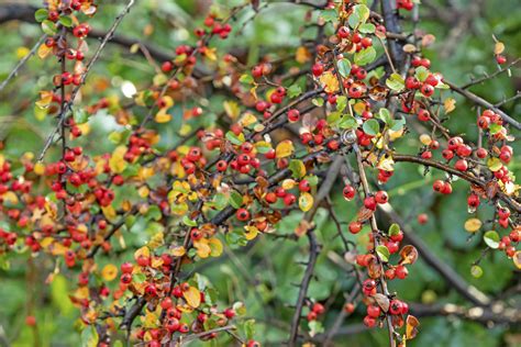 How to Grow and Care for Rock Cotoneaster Shrubs