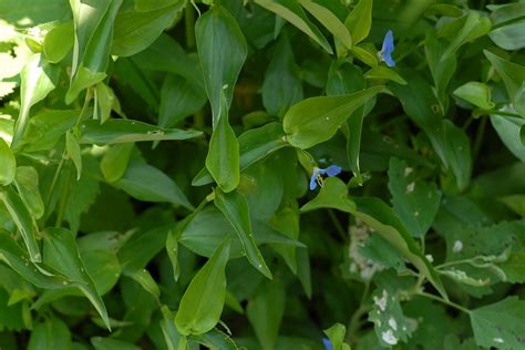 Photo: 3, Plant: Dayflower, Asiatic [Commelina communis]