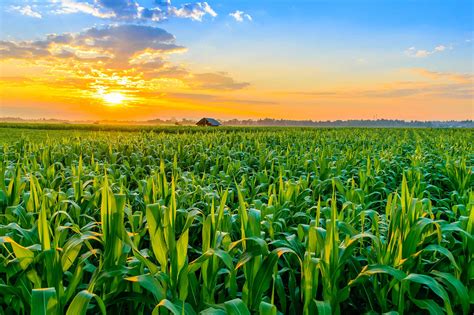 Why do we grow so much corn? | AGDAILY