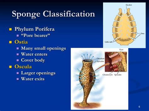 PPT - Simple Invertebrates Sponges, Cnidarians, Flatworms, Roundworms PowerPoint Presentation ...