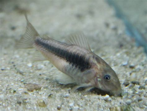 Bronze Corydoras Corydoras aeneus - ZooChat