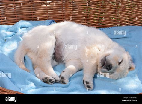 golden retriever puppy - sleeping Stock Photo - Alamy