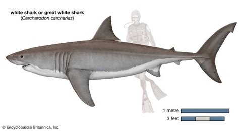 white shark | Size, Diet, Habitat, & Facts | Britannica.com