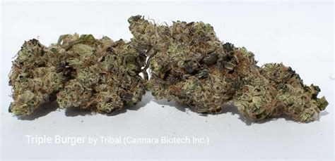 Triple Burger by Tribal (Cannara Biotech Inc.) - Puff The Magic