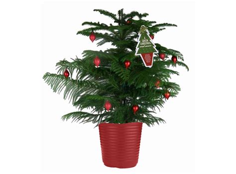 How To Care For Your Potted Norfolk Pine Christmas Tree