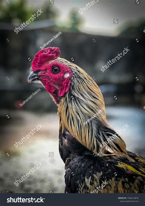 Indian Aseel Fighting Rooster South India Stock Photo 1766516870 ...