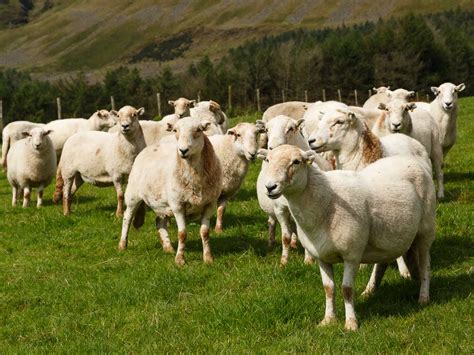 Farming News - Deadline looming to complete annual sheep and goat inventory