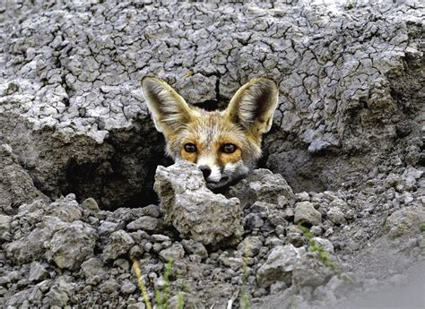 Desert Fox by Nikhil Devasar | Wildlife photography, Nature conservation, Wildlife