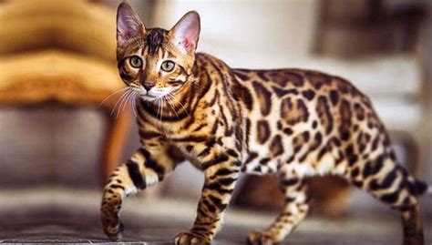 Selain Bengal, Ini 7 Ras Kucing Termahal di Dunia - TIMES Indonesia