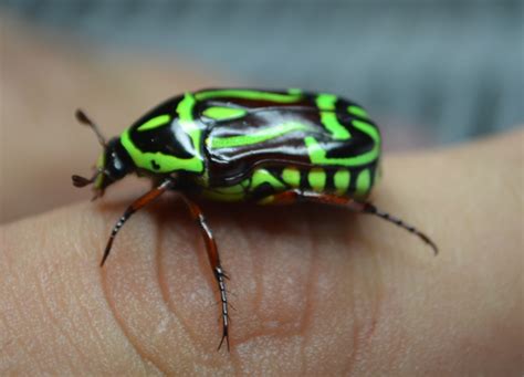 Fiddler Beetle from Australia - What's That Bug?