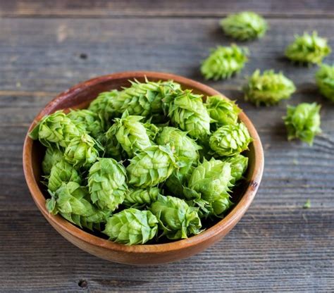 Medicinal Benefits of Hops + Hop Tea | Recipe | Herbalism, Herbal recipes, Benefit