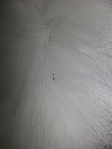 Black dots on cats fur. Maybe flea poop but no other symptoms except ...