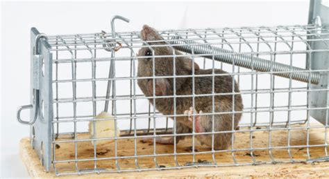 Choosing the Right Rodent Trap