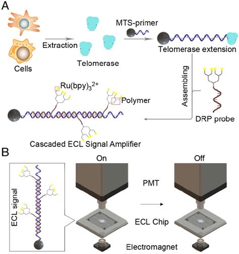 Principle of the cascaded ECL signal amplifier for telomerase activity ...