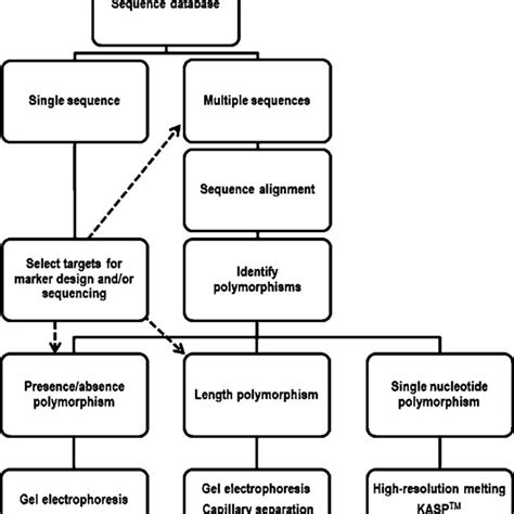 Alignment of three DNA sequences showing three types of polymorphism ...