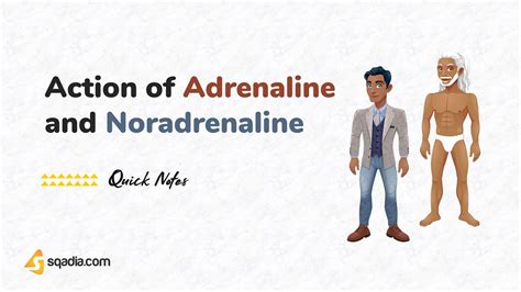 Action of Adrenaline and Noradrenaline