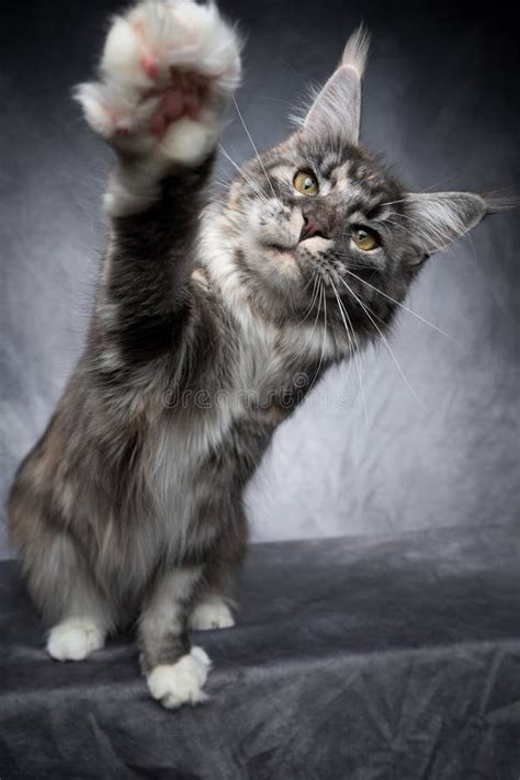 Maine Coon Cat Playing Raising Paw Stock Photo - Image of coon, playing ...