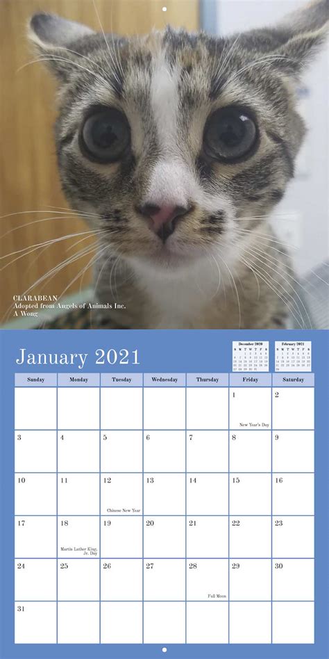 Angels of Animals 2021 Calendar Fundraising