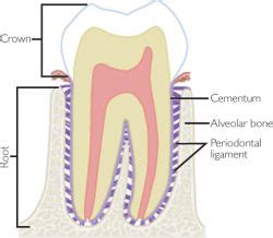 Dental cementum | definition of Dental cementum by Medical dictionary