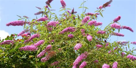 Butterfly Bush in Zone 4 - GFL Outdoors