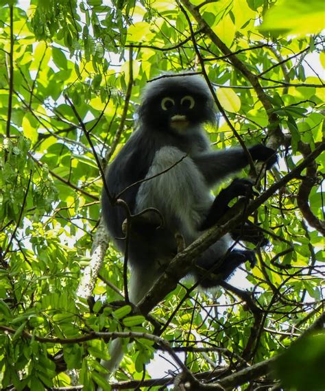 Kaeng Krachan National Park | Birdwatching in Thailand - Dreamer at Heart