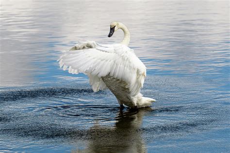 Swan dancing in Yellowstone Photograph by Rod Gimenez - Fine Art America