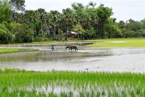 Agricultural production | Open Development Cambodia (ODC)