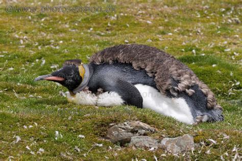 Adult moulting King penguin sleeping in the grass at Fortuna Bay