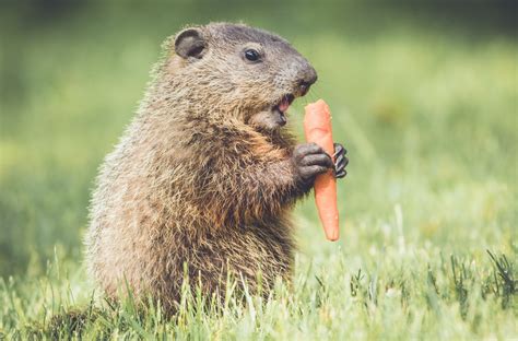 Groundhog control and repellents for the yard and garden