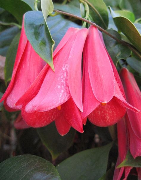 Lapageria rosea -- The Chilean Bellflower ("Copihue")