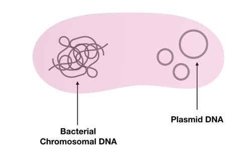 Plasmid DNA- Structure, Function, Isolation And Applications