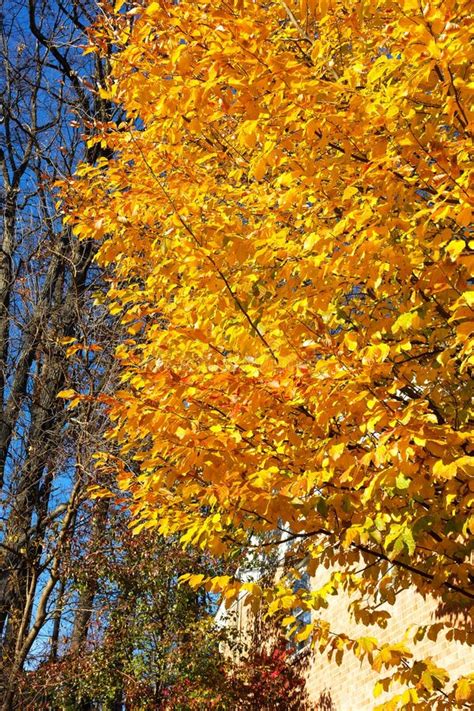 Elm Tree with Lush Foliage in Fall Season. Stock Photo - Image of young, deciduous: 63354796