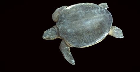 The Endemic Flatback Turtle¦Our Matildas of the Sea | Western Australian Naturalists Club