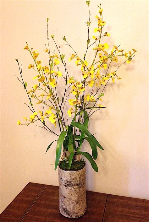 Yellow dancing oncidium orchid in birch container - Silk Thumb