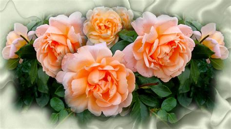 Download Peach Flower Flower Nature Rose HD Wallpaper