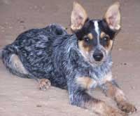 Free Australian Cattle Dog: Training Mini Course