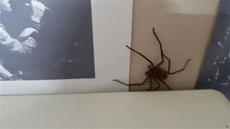 Australian Spider Toilet