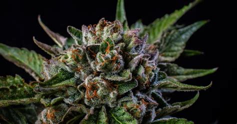 What Are The Highest THC Strains In 2023?