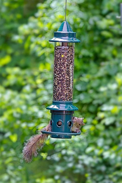 5 Best Squirrel Proof Bird Feeders That WORK (2020 Review)