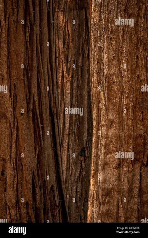 Three Layers of Sequoia Tree Bark vertical background image Stock Photo ...