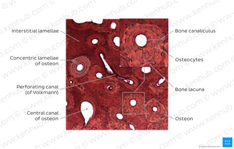 The Histology Of Bone Diagram