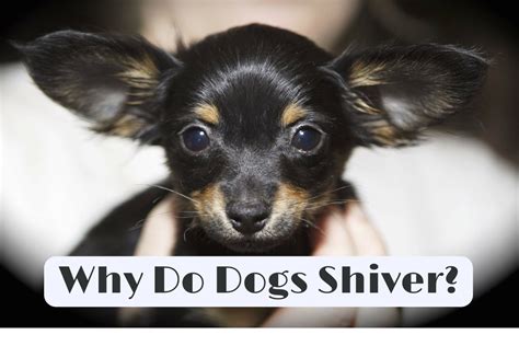 The Causes of Shivering in Dogs | PetHelpful