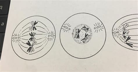 Fajarv: Prophase 1 Drawing Labeled