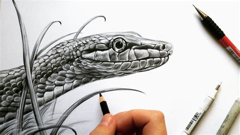 Snake Drawing at GetDrawings | Free download