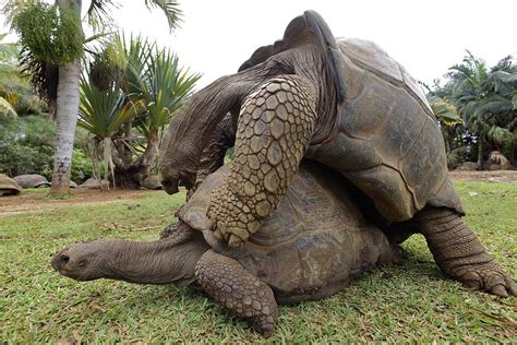 Galapagos Giant Tortoises Mating Photograph by Ria Novosti