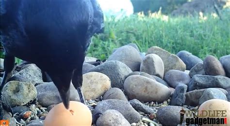 Crow Eating An Egg - WildlifeGadgetman.com