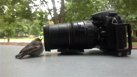 Bird Camera Watching Free Stock Photo - Public Domain Pictures